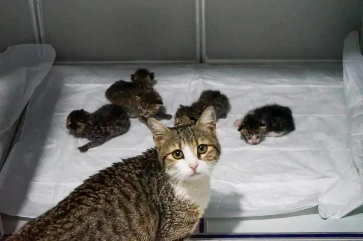 Aydın'da İç Isıtan Görüntüler: Doğum Yapacağını Anlayan Kedi Veterinere Sığındı