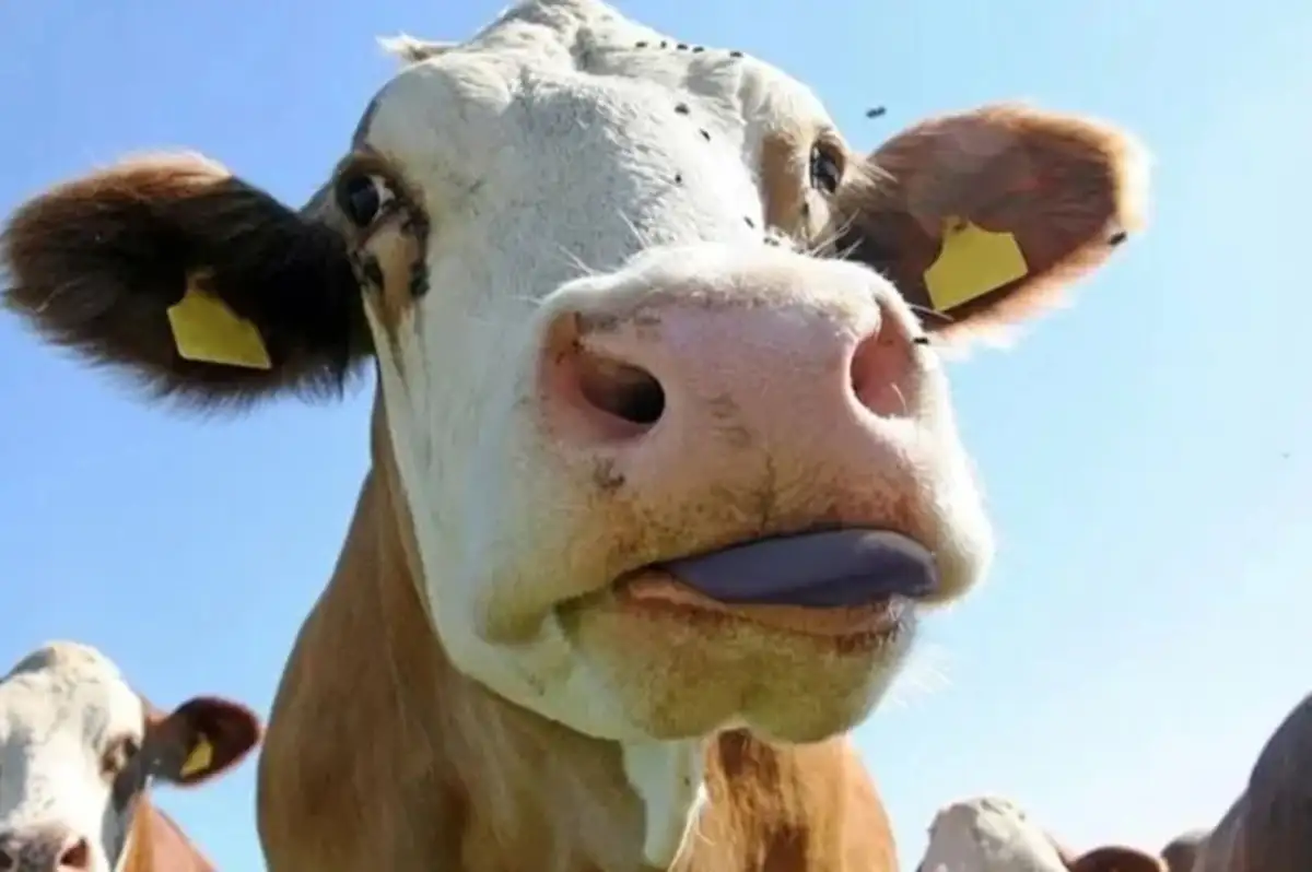 Muğla'da Mavi Dil Hastalığı Paniği! Karantina Başladı