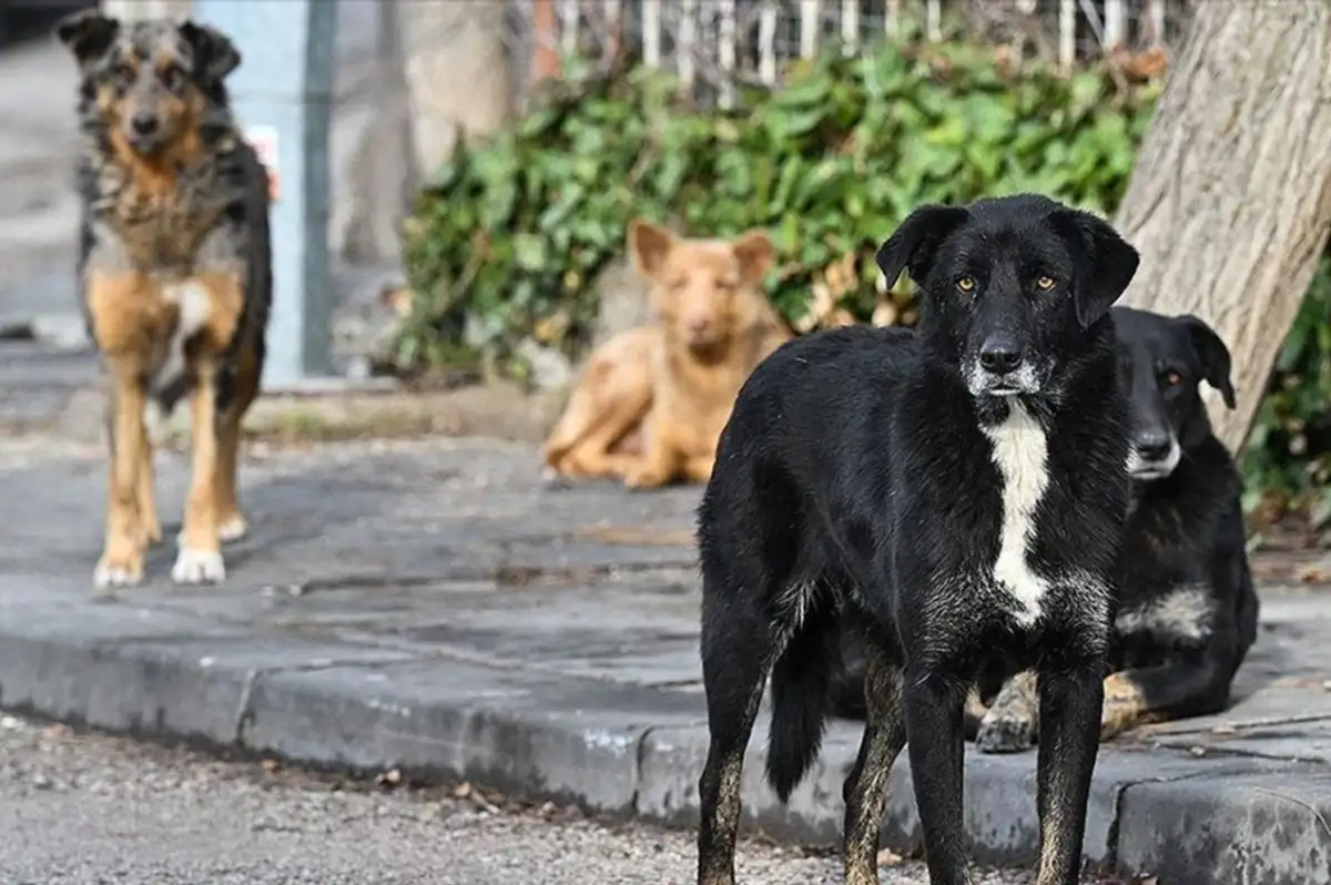 AYM, Sahipsiz Hayvan Düzenlemesinin İptalini Reddetti