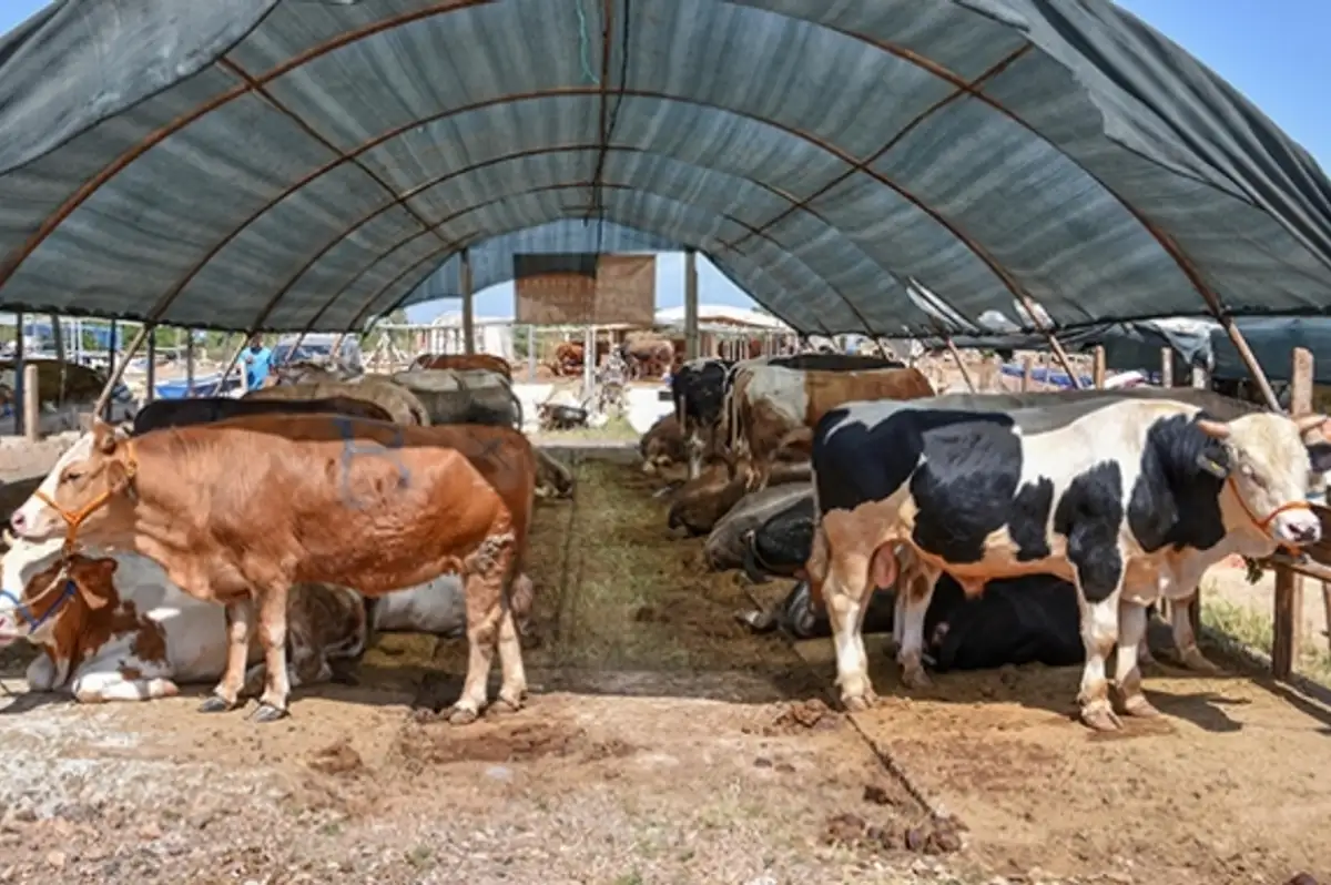 Kurban Bayramı Öncesi Hazırlıklar Başladı: Fiyatlar Cep Yakıyor