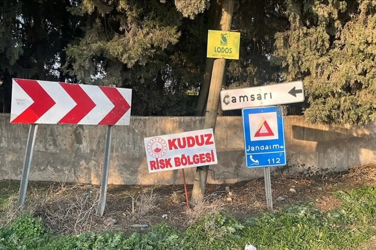 Hatay'da Kuduz Alarmı: Başıboş Köpekler Toplatılıyor