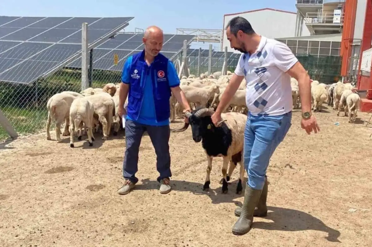Cumhurbaşkanı Erdoğan'ın Bağışladığı 2 Kurbanlık Kesildi