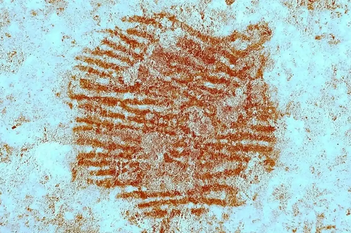 İspanya'da 43 Bin Yıllık Neandertal Parmak İzi Bulundu