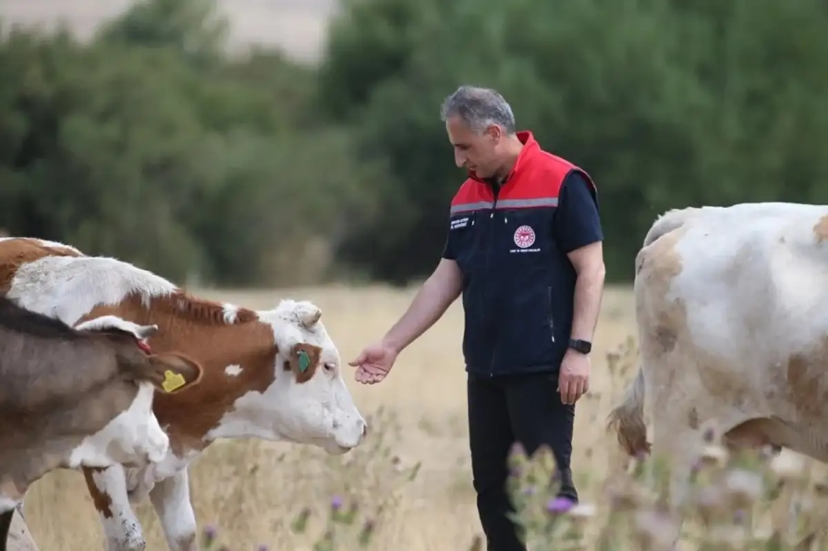 Kars'ta Şap Hastalığı Kontrol Altına Alındı
