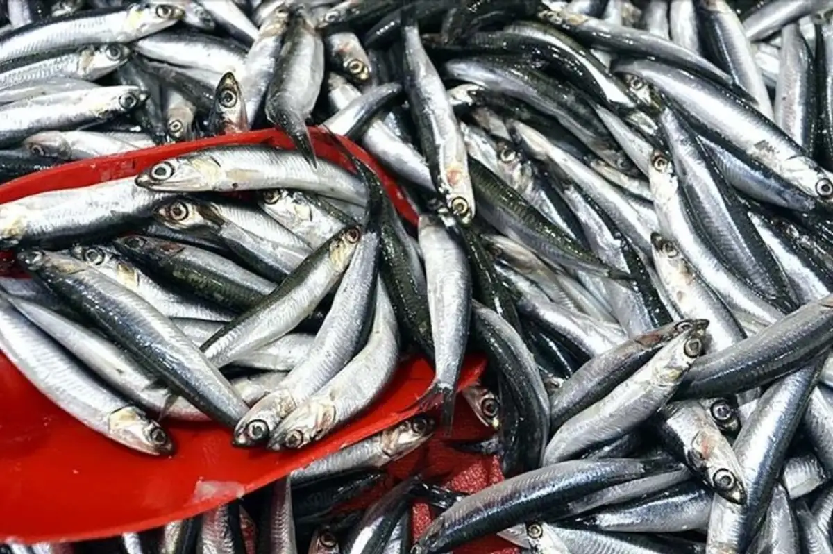 Hamsi ve İstavritin Kilosu 150 TL'ye Düştü