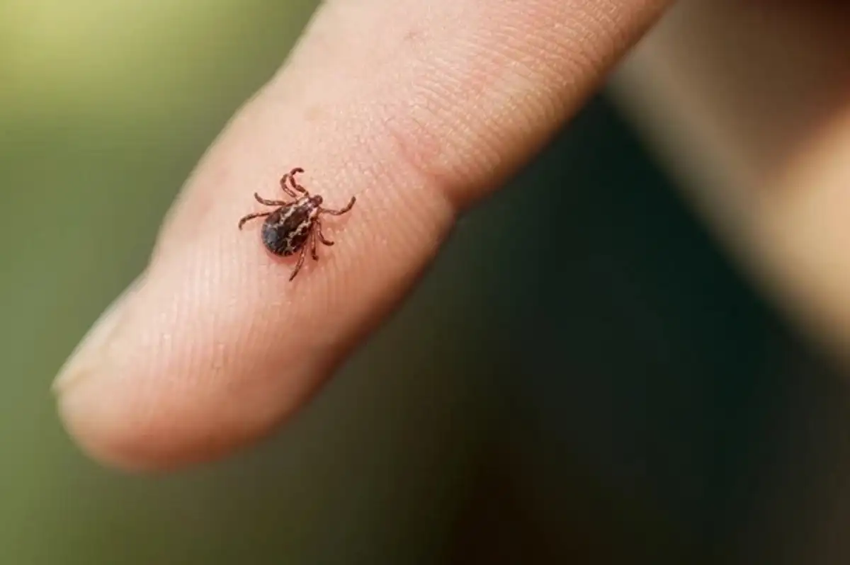 Kene Sezonu Açıldı: Isırılma Durumunda Hayat Kurtaran Adımlar