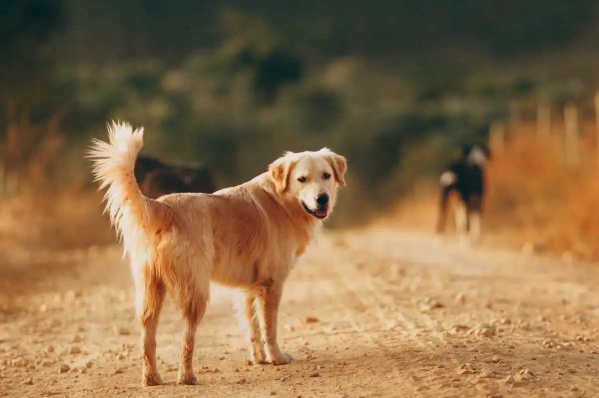 CHP'den Sokak Köpekleri için Kanun Teklifi