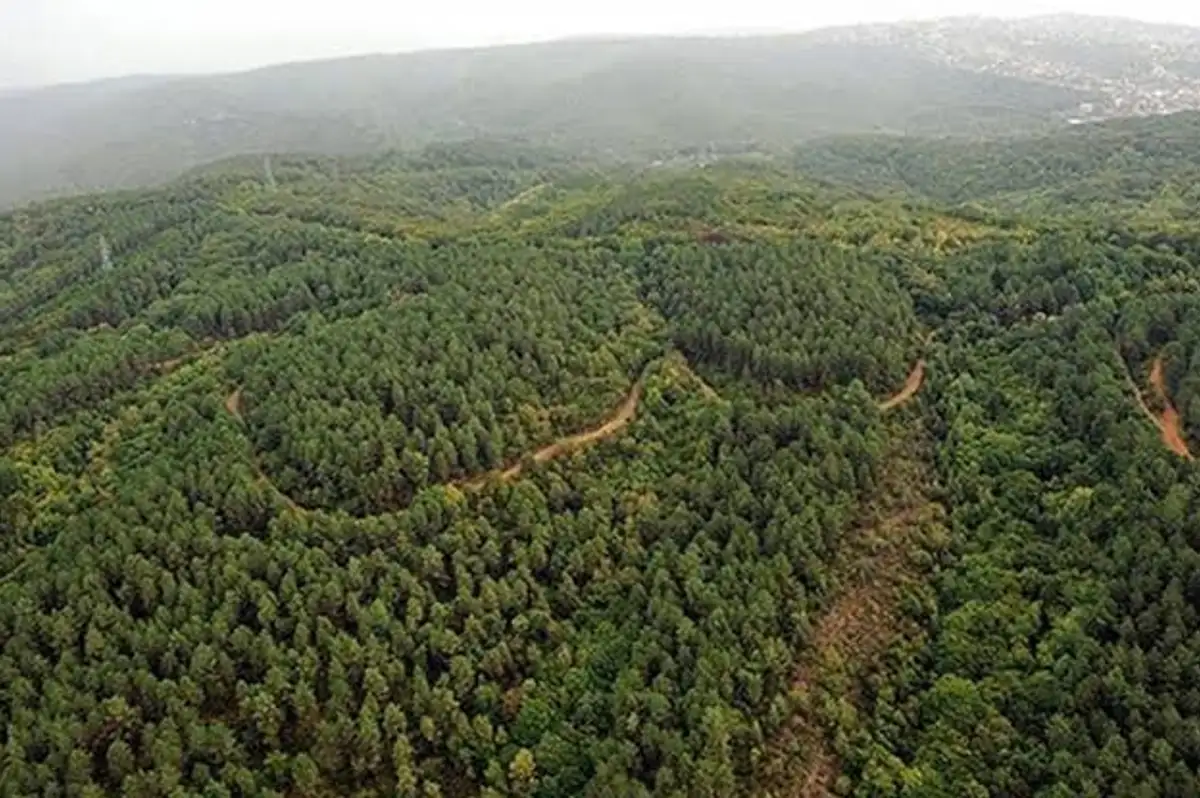 Edirne'de Ormanlık Alanlara Girişler Yasaklandı