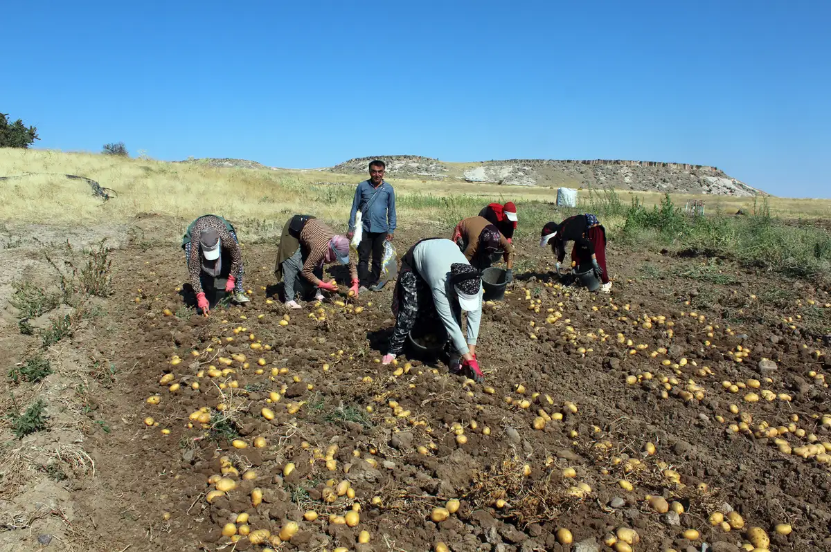 Aksaray patatesinde tarla fiyatı 10 lira, pazar ve market 40 lira