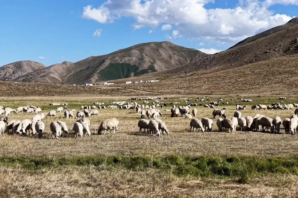 Tunceli'de 150 bin lira maaşla çoban bulunamıyor