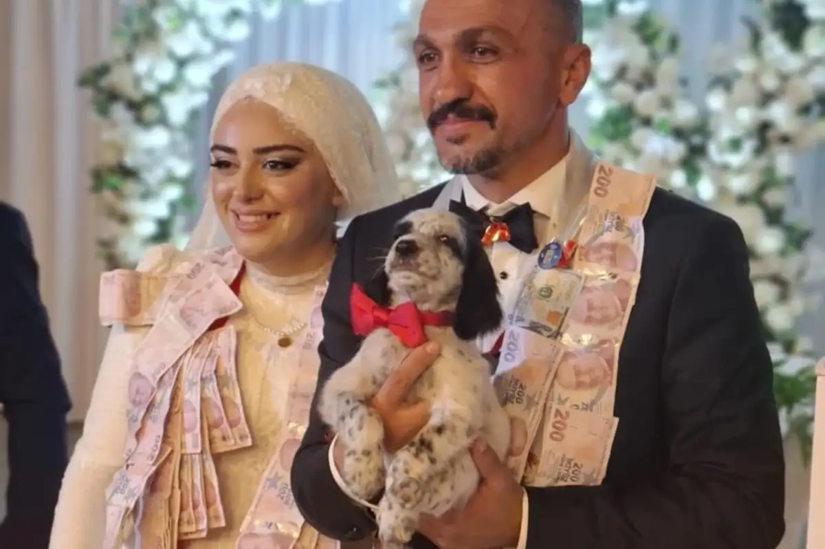 Trabzon'da Bir Düğünde Damada Altın Yerine Av Köpeği Yavrusu Hediye Edildi!