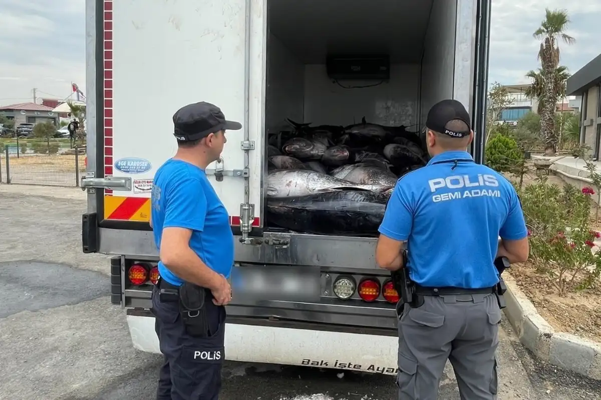 İzmir’de iki araçta kaçak avlanan 3 ton orkinos ele geçirildi
