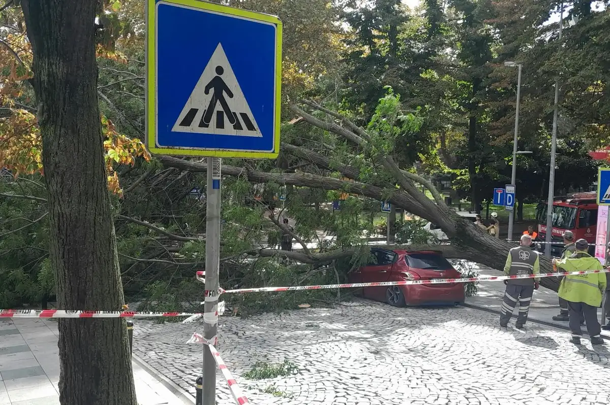 Nişantaşı'nda Bir Garip Tesadüf: 40 Gün Arayla Yine Ağaç Devrildi