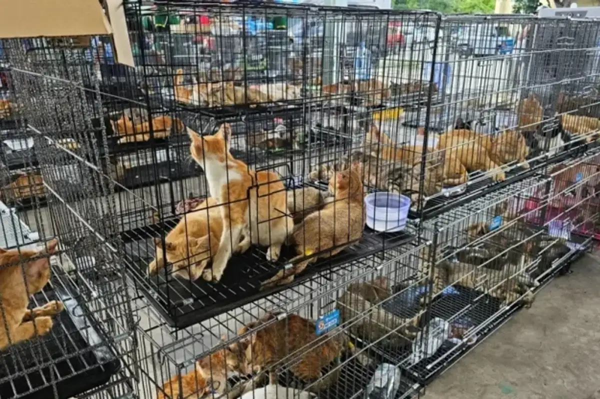 Yemek için kedi kesen çeteye operasyon: 12 gözaltı