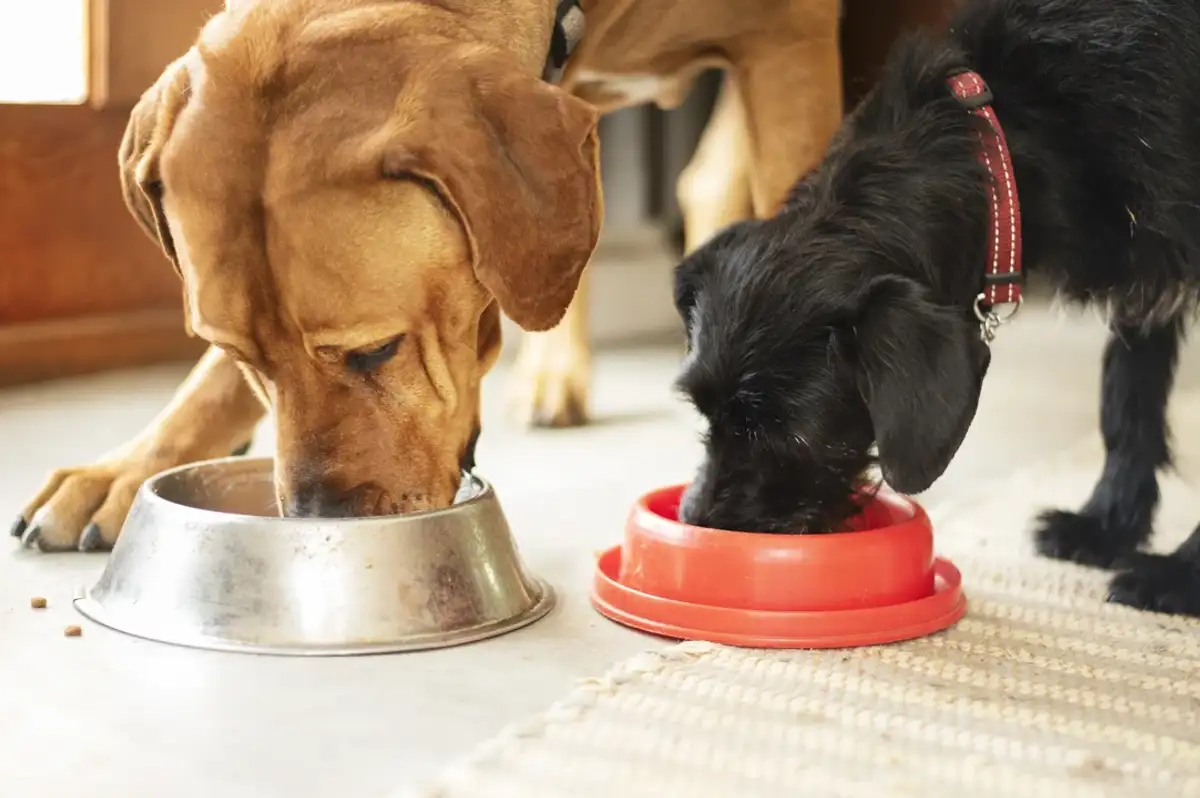 Almanya'da köpek vergisi rekor seviyede: 2025'te 429 milyon euroyu aştı