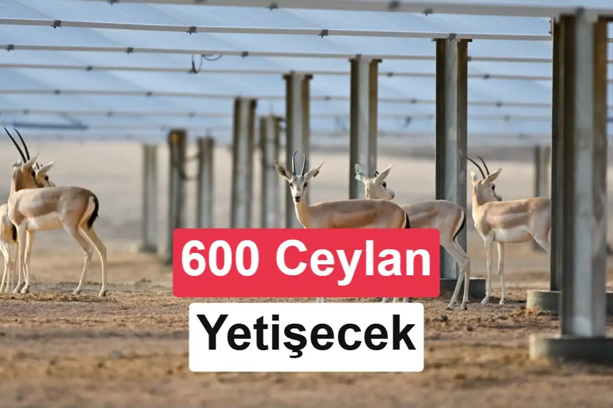 Suudi Arabistan'da 250 MW'lık güneş santralinde ceylan yetiştirilecek