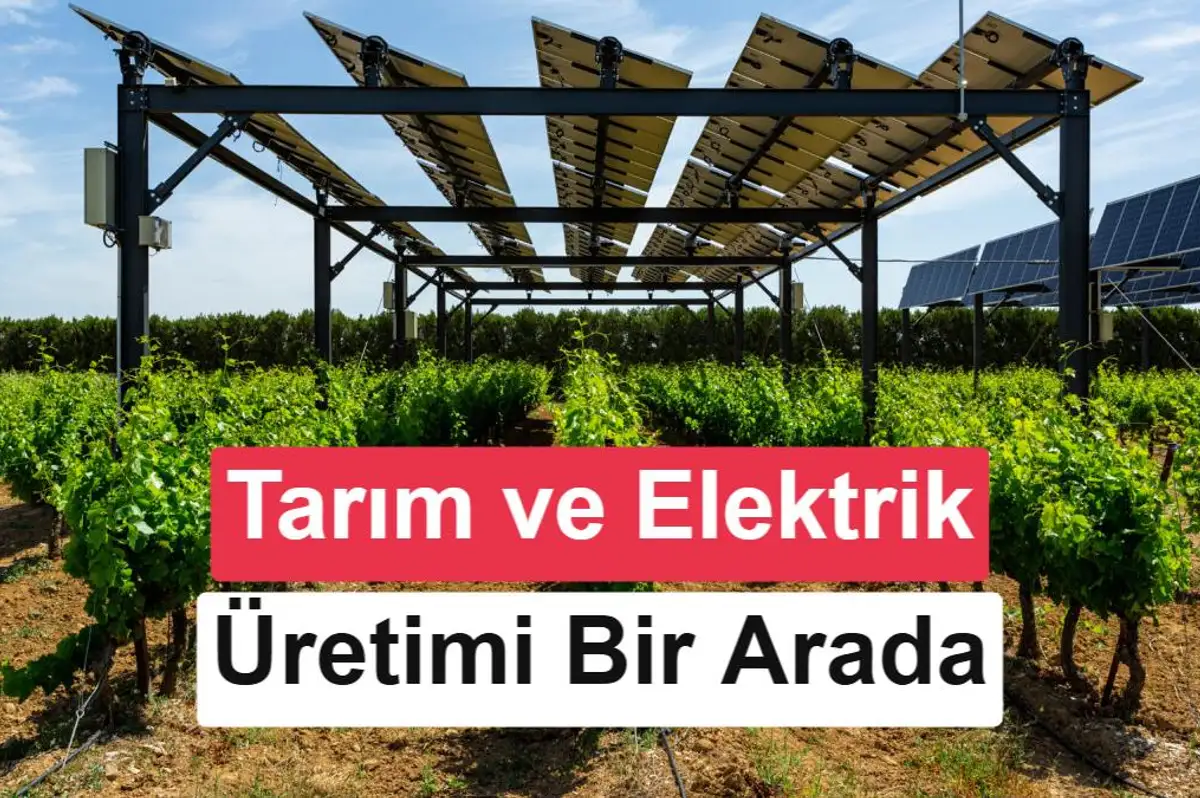 İspanya'da üzüm bağlarına güneş panelleri kuruldu: Sonuçlar dikkat çekici