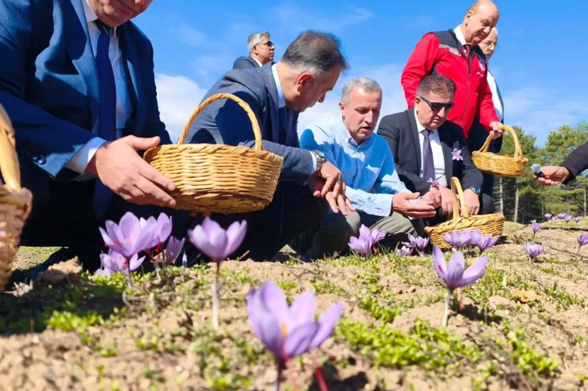 Tek tek toplanıp özenle kurutuluyor. Kilosu 800 bin TL