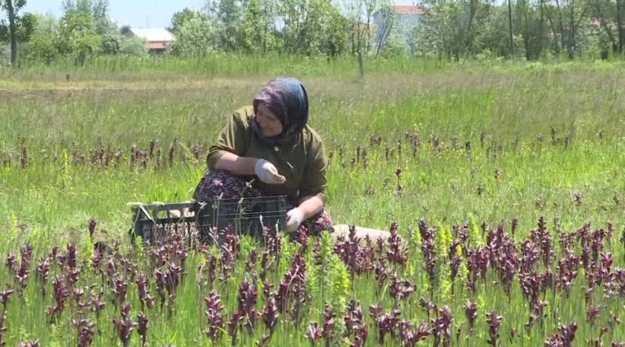 Kilosu 6 Bin Liraya Ulaştı: Doğal Hazine En Fazla O İlçede Üretiliyor