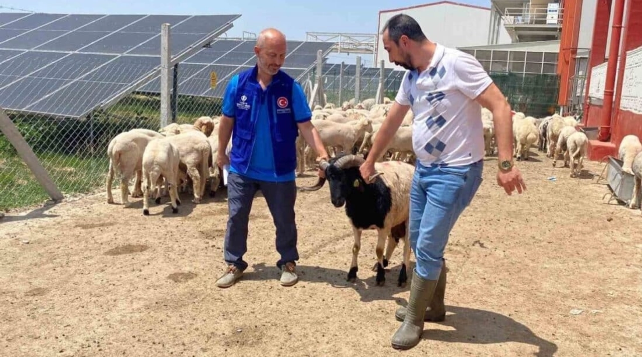 Cumhurbaşkanı Erdoğan'ın Bağışladığı 2 Kurbanlık Kesildi