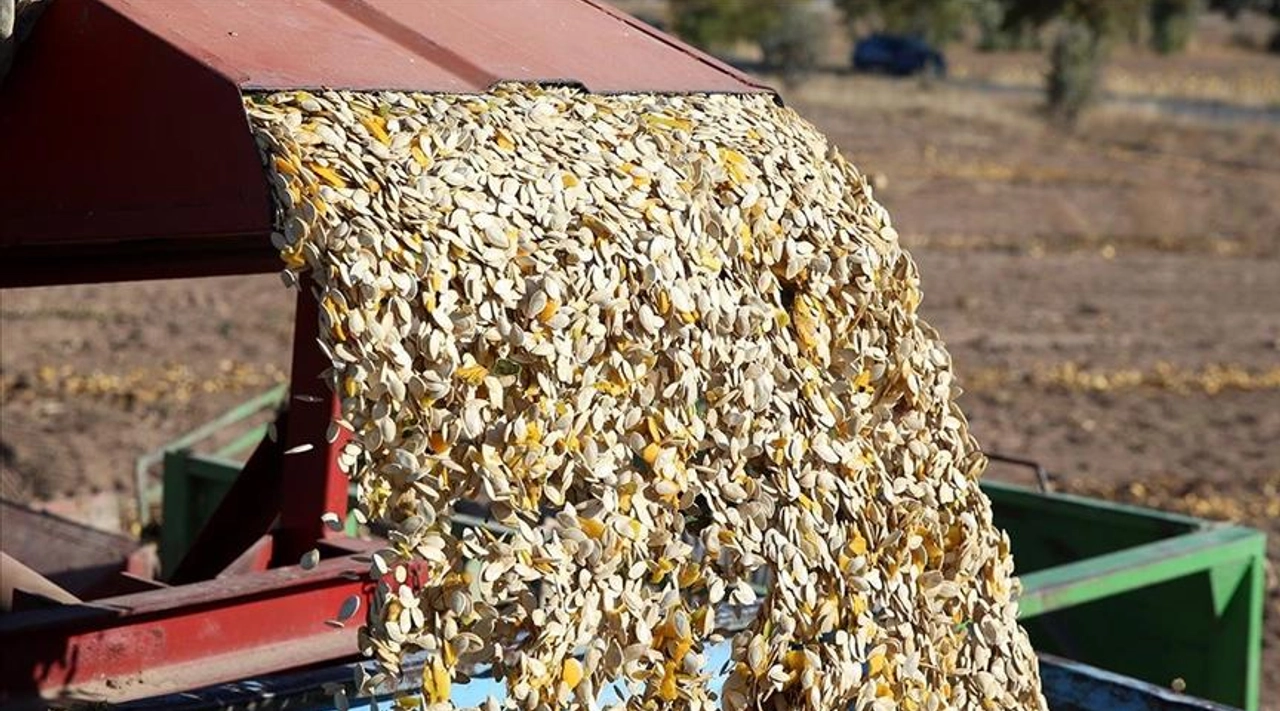 Coğrafi İşaret Talebi Katladı: Nevşehir Kabak Çekirdeğinde Ekim Alanı 405 Bin Dekara Çıktı