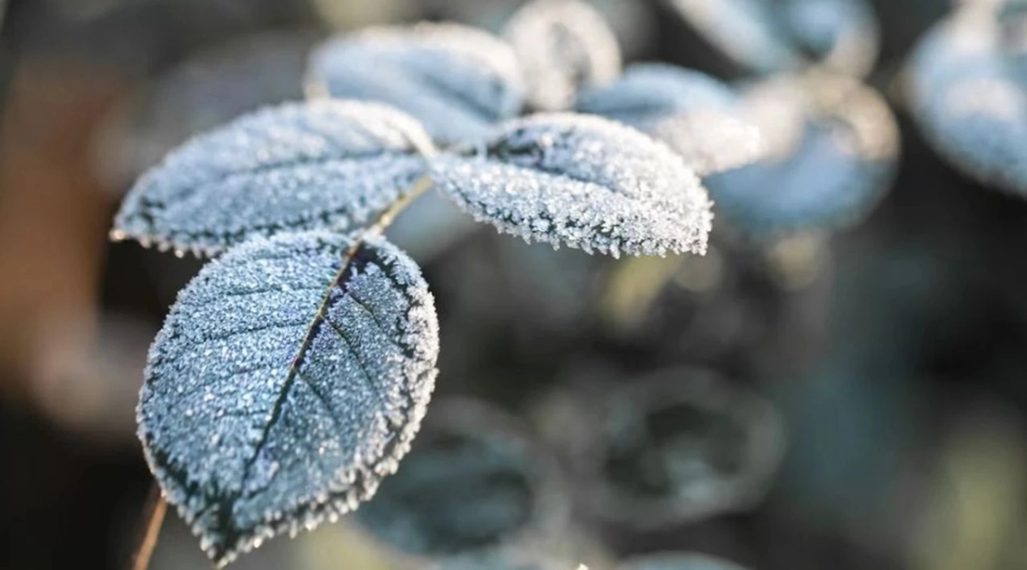 Meteorolojiden Kar, Rüzgar ve Zirai Don Uyarısı