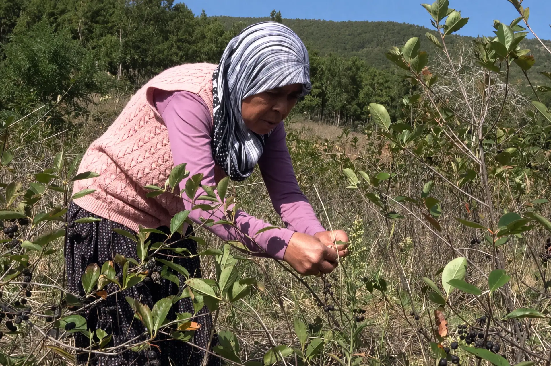 Osmaniyeli Kadın Oğlunun Sözünü Dinledi ve Kazandı: Aronya Meyvesinden Ciddi Gelir Elde Ediyor