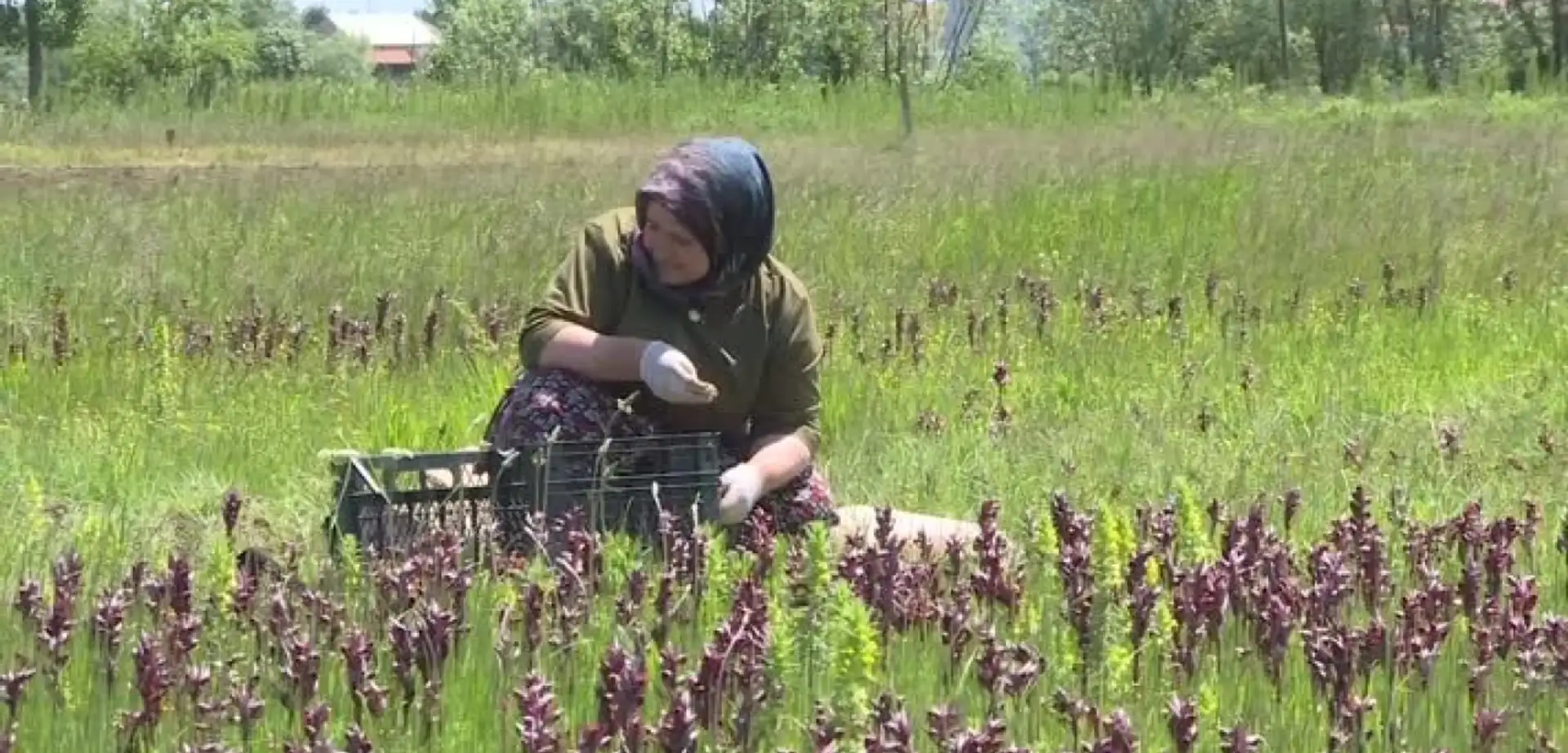 Kilosu 6 Bin Liraya Ulaştı: Doğal Hazine En Fazla O İlçede Üretiliyor