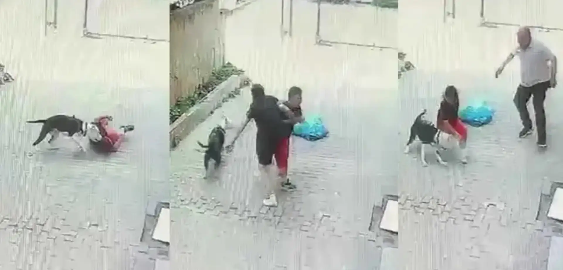 Ataşehir'de Pitbull Dehşeti: Sokakta Oynayan Çocuğa Saldırdı