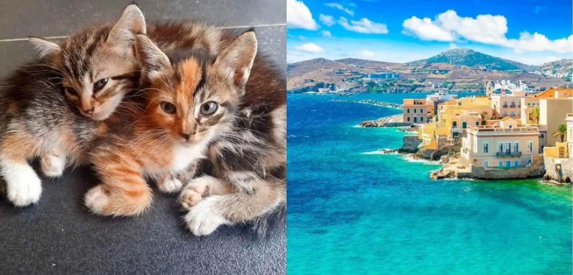 Siros Adası'nda Gönüllü Kedi Bakıcısı Olanlar Bedava Tatil Hakkı Kazanıyor!