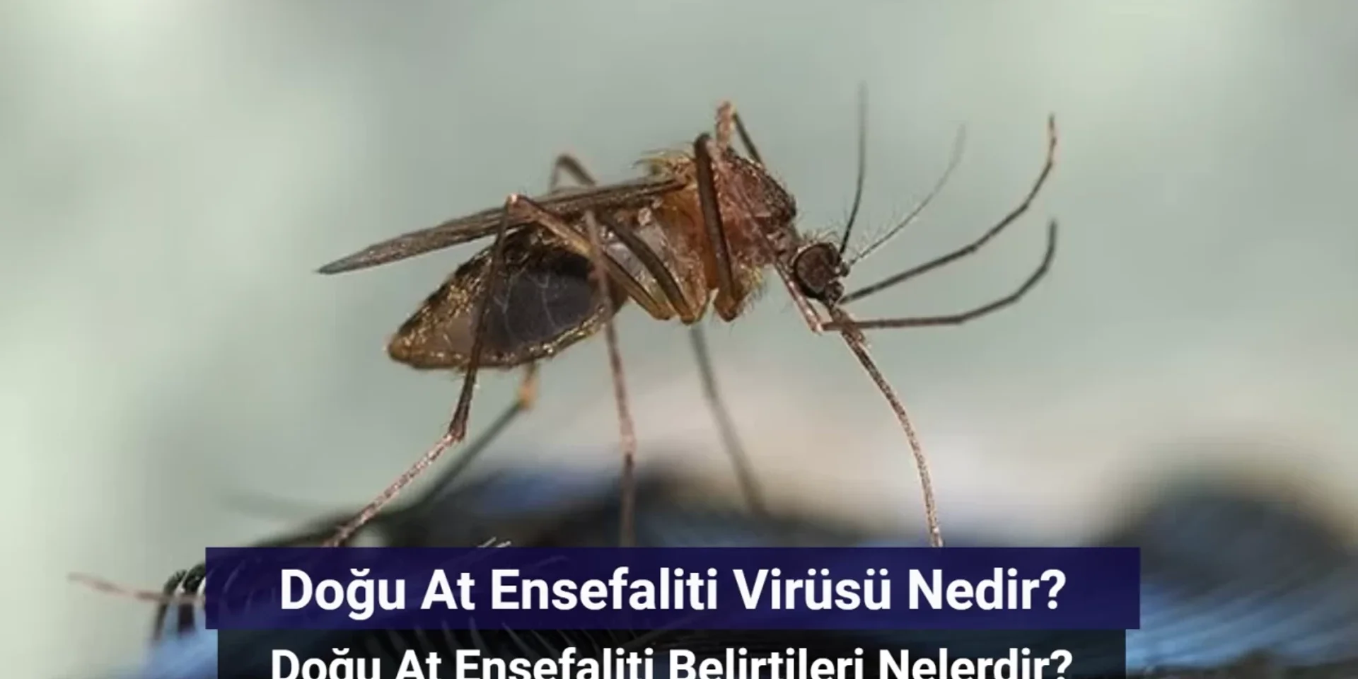 Doğu At Ensefaliti Virüsü Nedir? Doğu At Ensefaliti Belirtileri Nelerdir?
