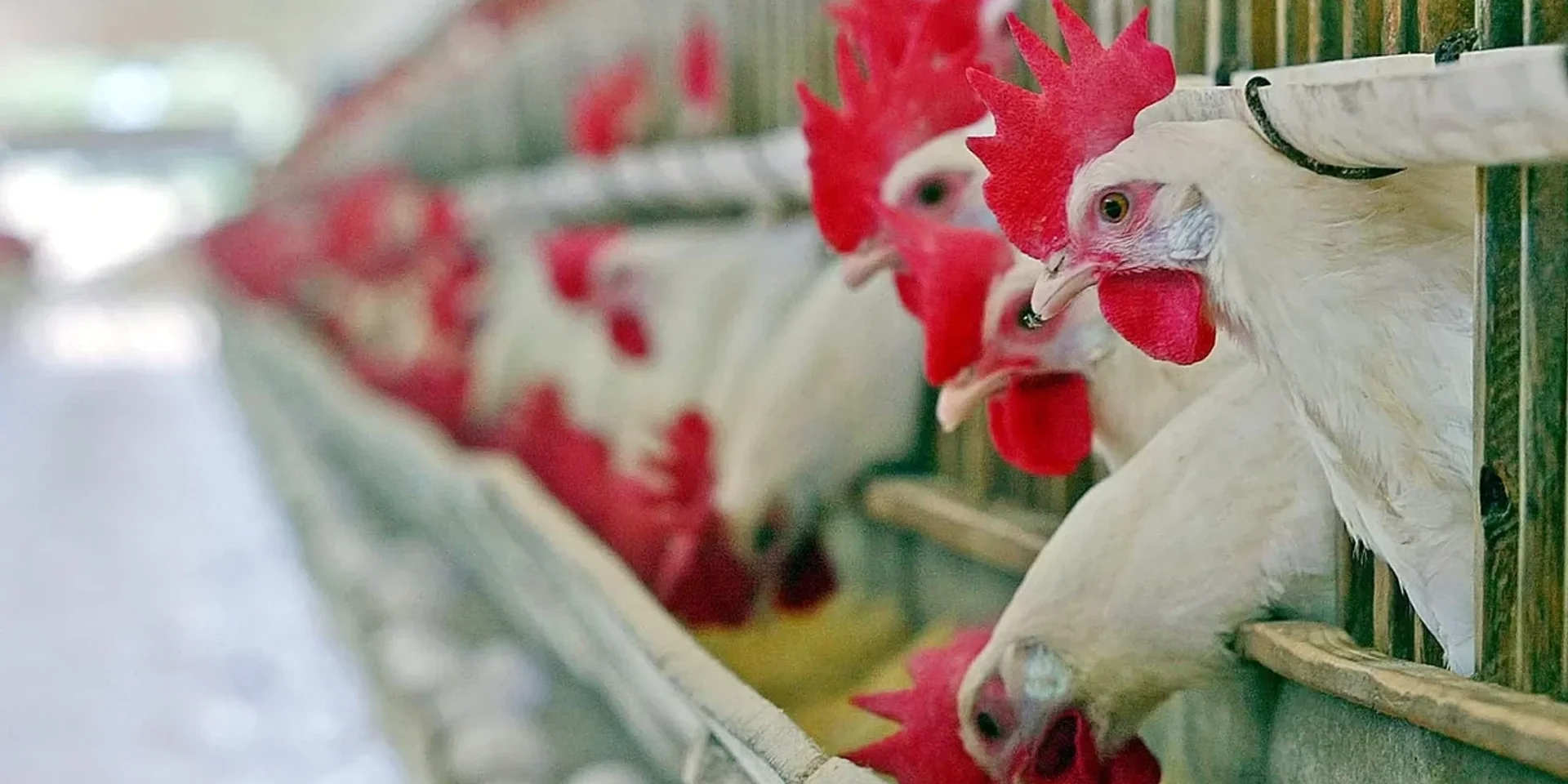 Konya'daki Çiftlikte H5N1 Virüsü Tespit Edildi: Kuş Gribi Geri Mi Dönüyor?