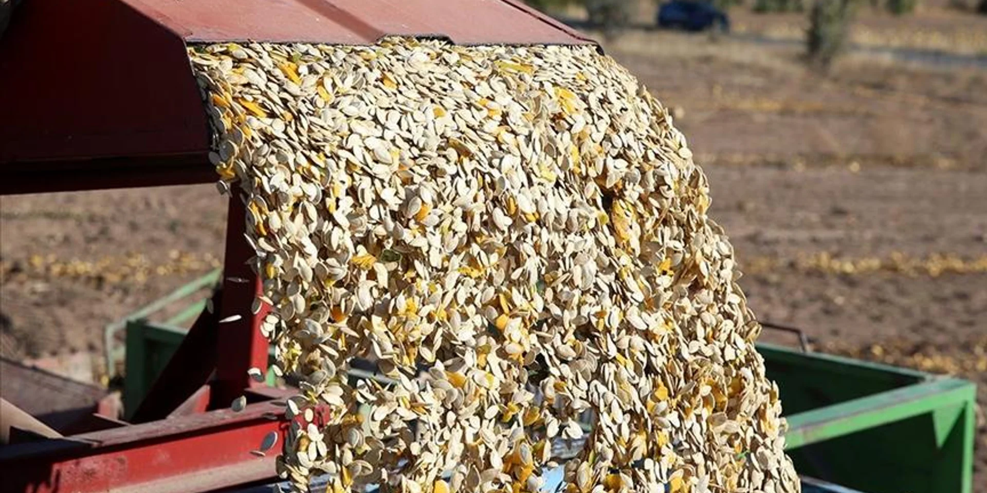 Coğrafi İşaret Talebi Katladı: Nevşehir Kabak Çekirdeğinde Ekim Alanı 405 Bin Dekara Çıktı