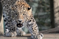 2 Yaşındaki Çocuğun Trajik Ölümü: Bahçesinde Oynarken Leopar Saldırdı!