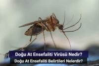 Doğu At Ensefaliti Virüsü Nedir? Doğu At Ensefaliti Belirtileri Nelerdir?
