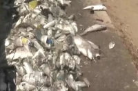 İzmir Körfezi'nde Ölü Balıklar Artıyor!