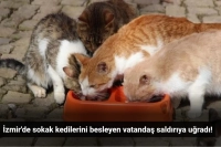 İzmir Menemen'de Sokak Kedilerini Besleyen Vatandaşa Saldırı!
