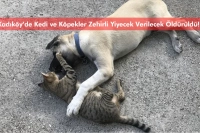 Kadıköy’de Kedi ve Köpekler Zehirli Yiyecek Verilecek Öldürüldü!
