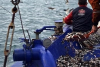 Karadeniz'de Hamsi Bereketi: Son 9 Günde 12 Ton Avlandı