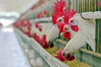 Konya'daki Çiftlikte H5N1 Virüsü Tespit Edildi: Kuş Gribi Geri Mi Dönüyor?