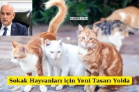 Sokak Hayvanları için Yeni Kanun Teklifi Mecliste!