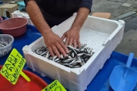 Tekirdağ’da Hamsi Bolluğu: Kilosu 100 Lira
