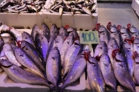 Tezgahlarda Palamut Bereketi: İşte Güncel Balık Fiyatları