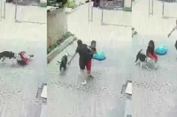 Ataşehir'de Pitbull Dehşeti: Sokakta Oynayan Çocuğa Saldırdı