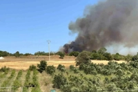 Çanakkale Lapseki'de Tarım Arazisinde Başlayan Yangın Ormana Sıçradı