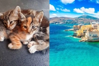 Siros Adası'nda Gönüllü Kedi Bakıcısı Olanlar Bedava Tatil Hakkı Kazanıyor!