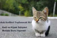 Sokak Kedileri Toplanacak Mı? Kedi Köpek Sahipleri Bunu Yapmalı