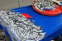 Tazecik Balıklar Tezgahlarda Yerini Aldı! İşte Hamsi ve İstavritin Kilogram Fiyatı!