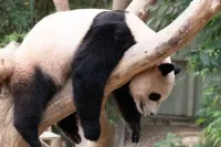 Ziyaretçileri Azalan Pandalar Hayvanat Bahçesinden Kovuldu!