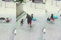 Ataşehir'de Pitbull Dehşeti: Sokakta Oynayan Çocuğa Saldırdı